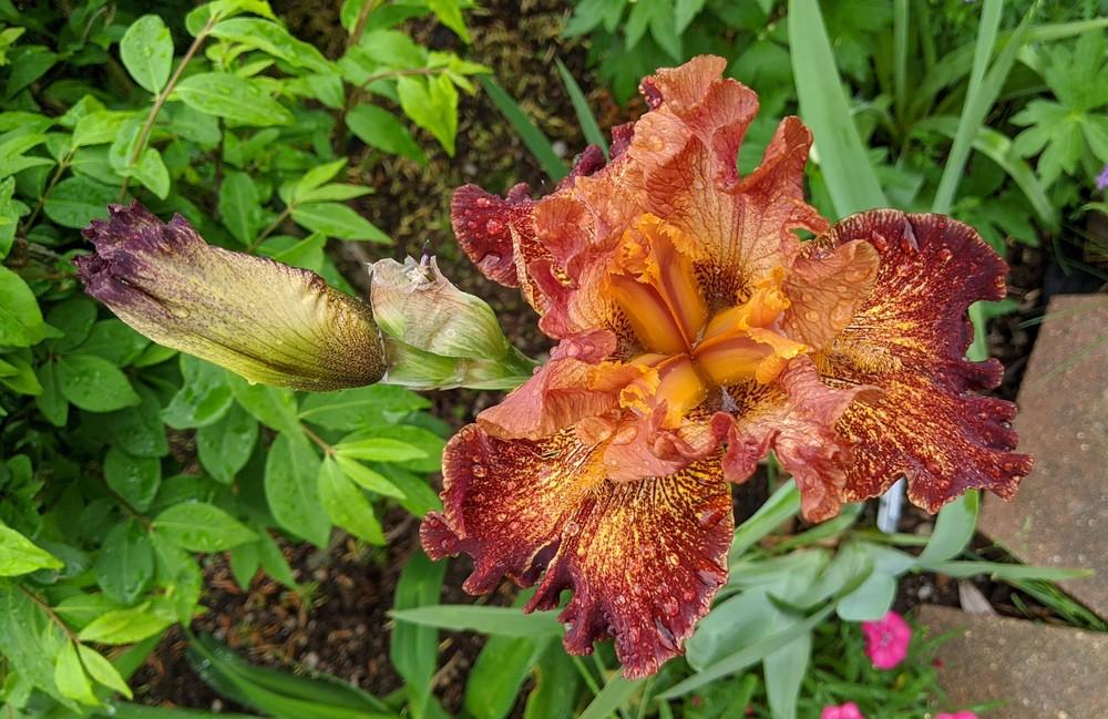 Photo of Tall Bearded Iris (Iris 'Gladiatrix') uploaded by Artsee1