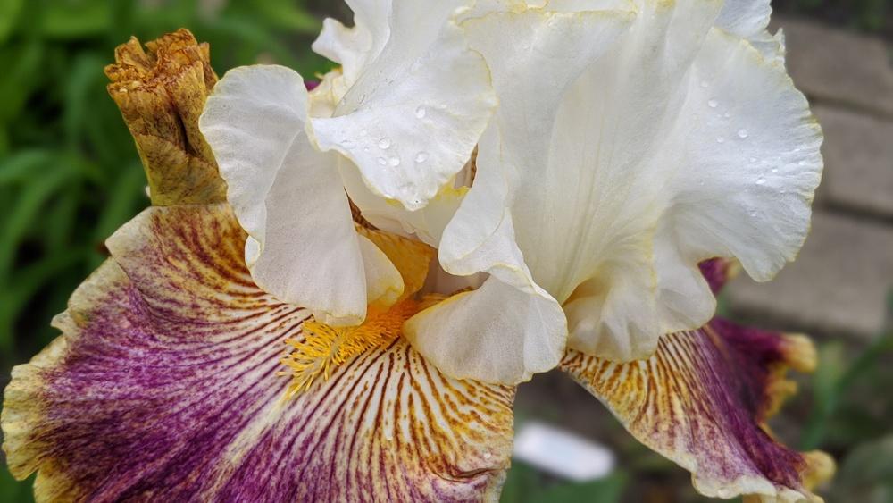 Photo of Tall Bearded Iris (Iris 'Sordid Lives') uploaded by Artsee1