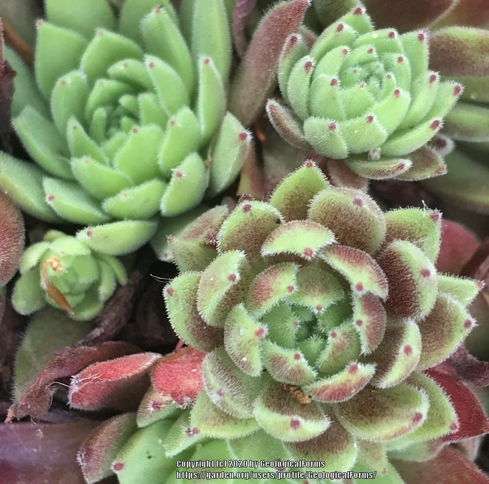 Photo of Hen and Chick (Sempervivum 'Heartfelt') uploaded by GeologicalForms
