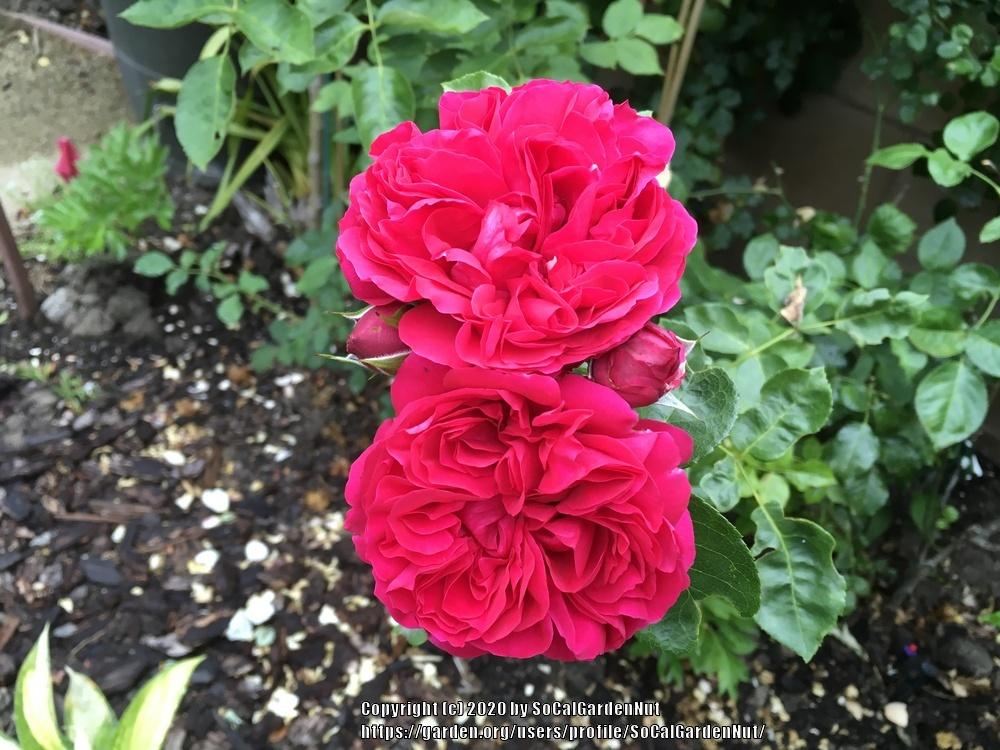 Photo of Rose (Rosa 'Red Eden') uploaded by SoCalGardenNut
