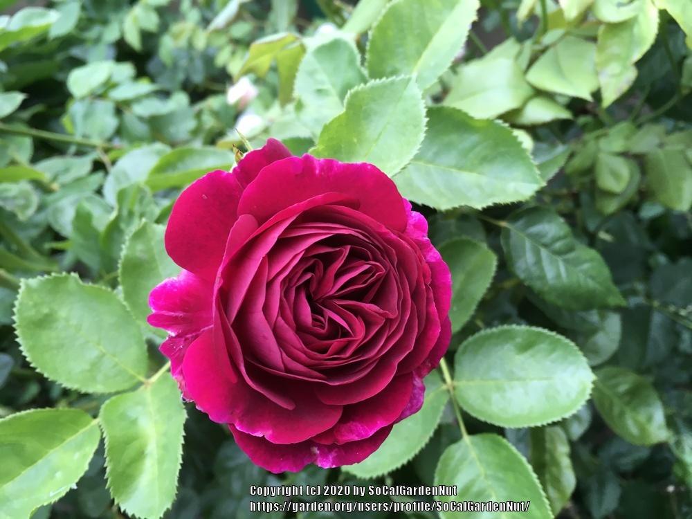 Photo of Rose (Rosa 'Twilight Zone') uploaded by SoCalGardenNut