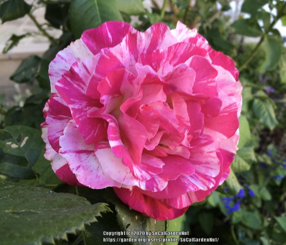 Photo of Rose (Rosa 'Neil Diamond') uploaded by SoCalGardenNut