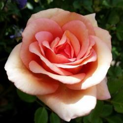 Location: My garden, Eagle Point, Oregon
Date: 2020-05-22
Apricot Mini Rose