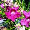 Chilopsis linearis "Burgundy" bloom