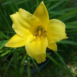 Location: My Garden, Ontario, Canada
Date: 2020-06-17
Penny's Worth is a sweet miniature daylily with 1 1/2" blooms.  I