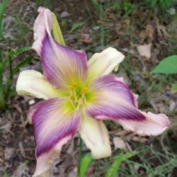 Location: Nocona,Texas zn.7 My gardens
Date: June18,2020
1st bloom, just planted 2 months ago..small, but Spectacular