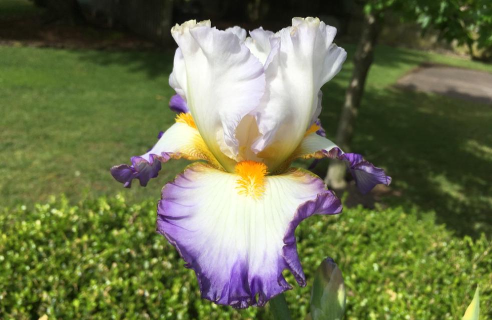 Photo of Tall Bearded Iris (Iris 'Watercolor Print') uploaded by Marbledrew