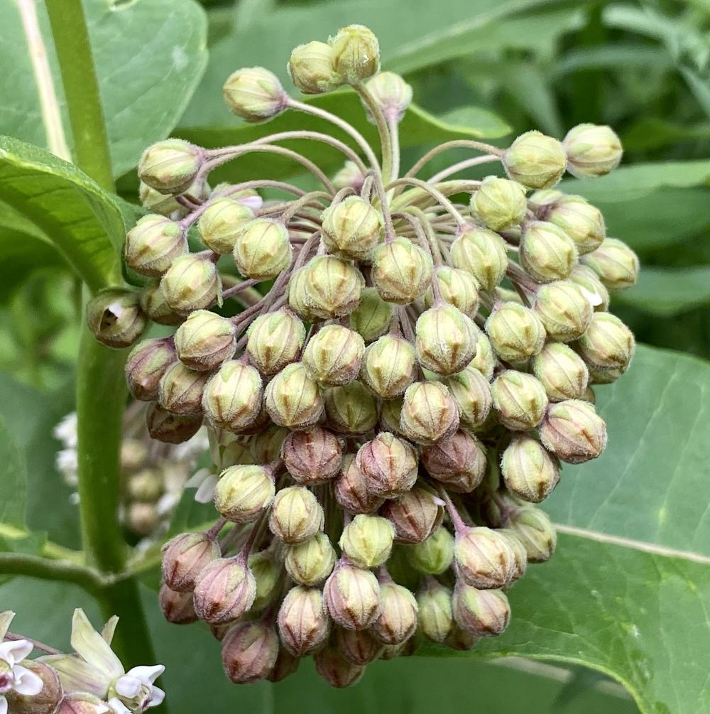 Photo of Milkweeds (Asclepias) uploaded by csandt