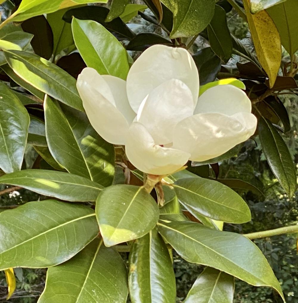 Photo of Southern Magnolia (Magnolia grandiflora) uploaded by csandt