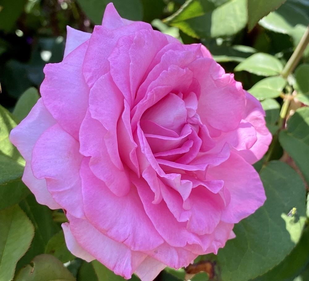 Photo of Rose (Rosa 'Beverly') uploaded by csandt