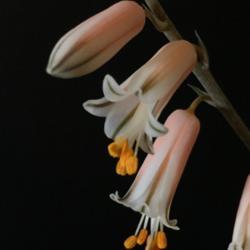 
Date: 2020-05-22
bellatula x albiflora