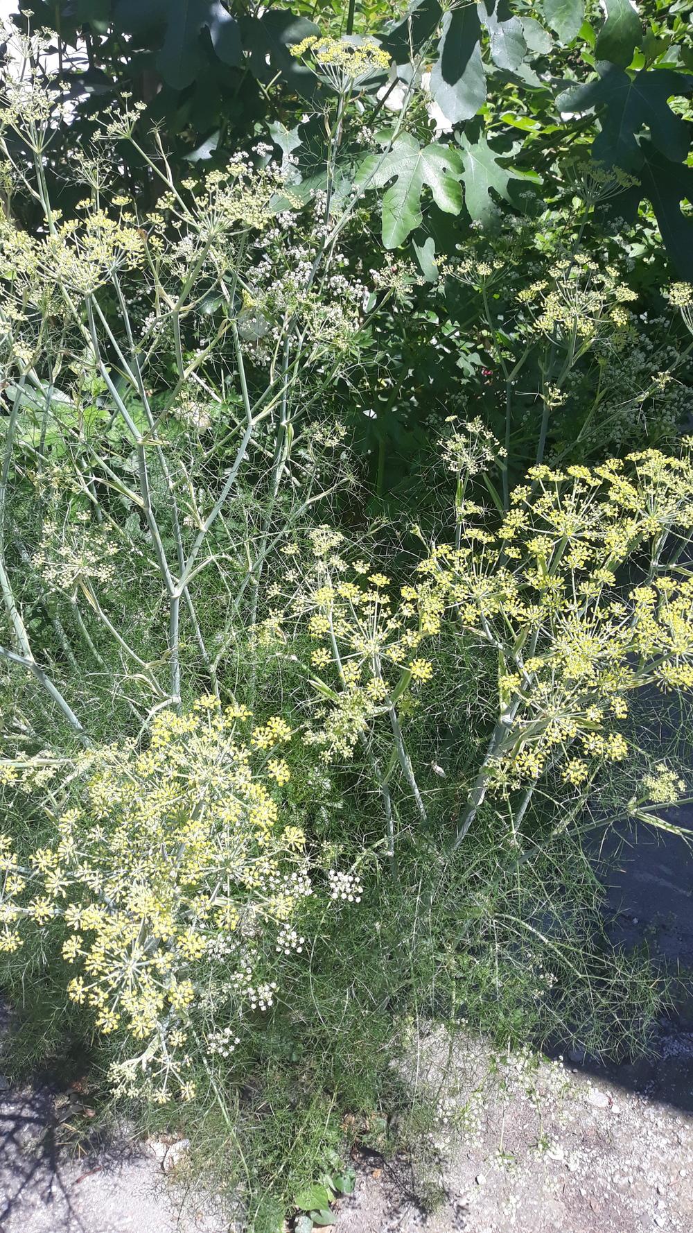 Photo of Fennel (Foeniculum vulgare) uploaded by skopjecollection