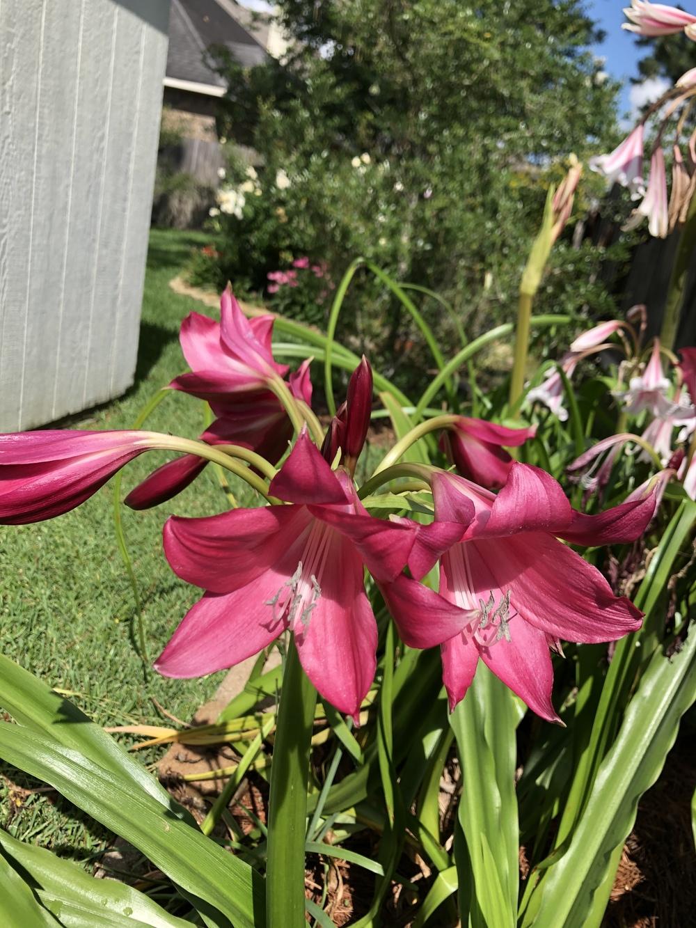 Photo of Crinum 'Faye Hornbuckle' uploaded by SALL20
