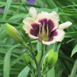 Location: My 6b garden
Date: 2020-06-19
Second summer, from Valley of the Daylilies.