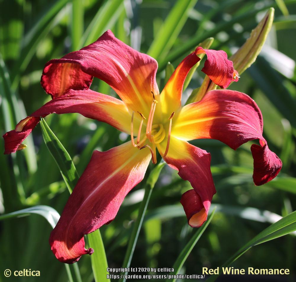 Photo of Daylily (Hemerocallis 'Red Wine Romance') uploaded by celtica