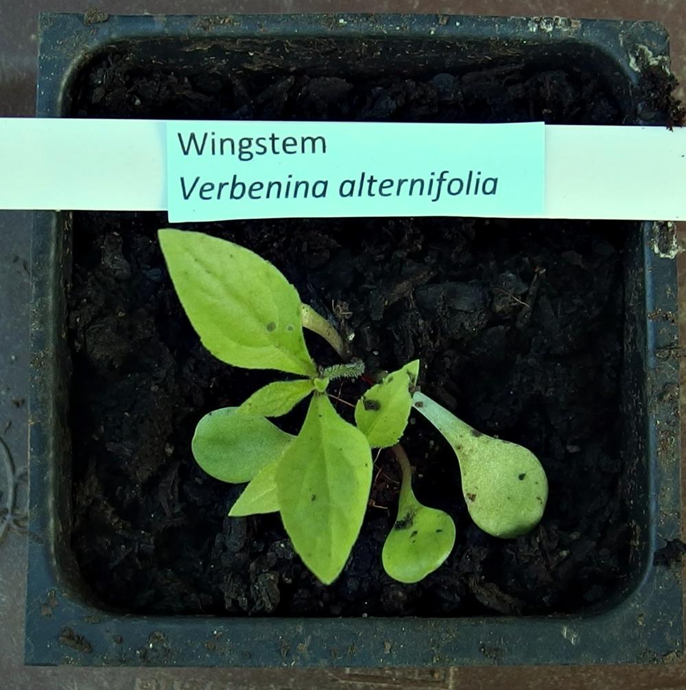 Photo of Wingstem (Verbesina alternifolia) uploaded by mmolyson