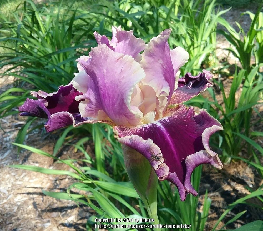 Photo of Tall Bearded Iris (Iris 'New Leaf') uploaded by touchofsky