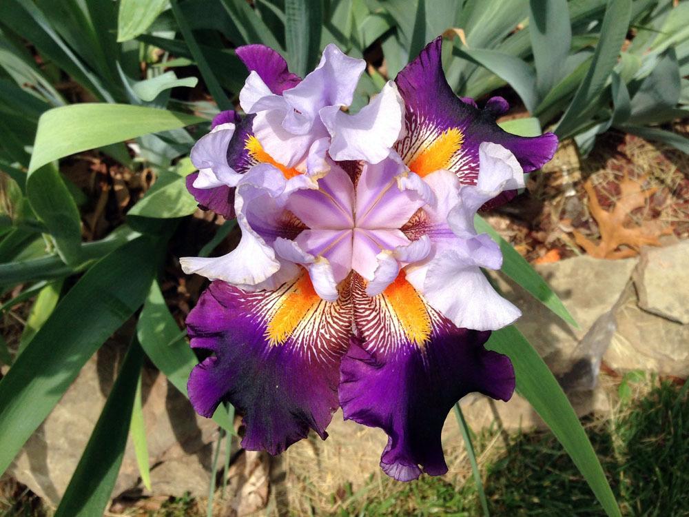 Photo of Tall Bearded Iris (Iris 'Cabaret Royale') uploaded by Marbledrew