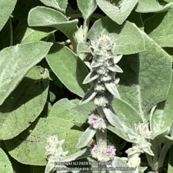 Location: My harden
Date: 6-19-20
Lambs ears (stachys) flower buds