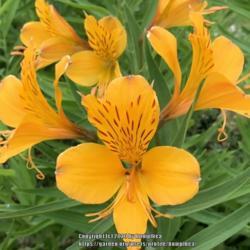 Location: My garden
Date: 6-19-20
Peruvian Lily Hardy alstroemerias