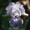 Beautiful, soft colouration on this iris.
