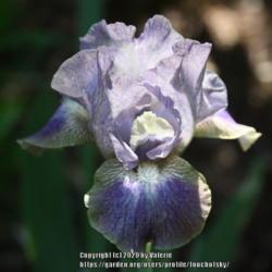 Location: My Garden, Ontario, Canada
Date: 2020-06-05
Beautiful, soft colouration on this iris.