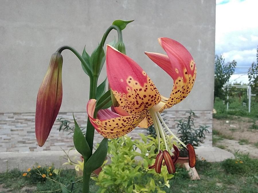 Photo of Lily (Lilium 'Fusion') uploaded by Lucius93