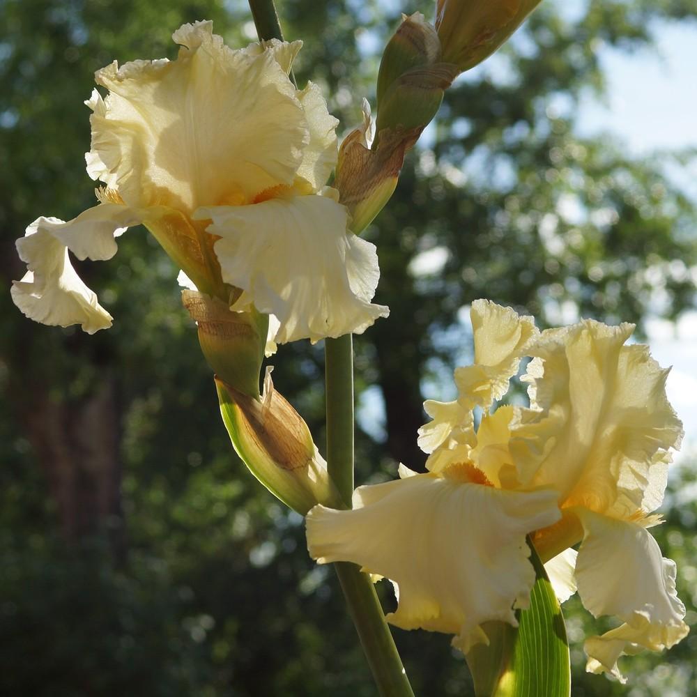 Photo of Tall Bearded Iris (Iris 'Absolute Star') uploaded by cinizmprotasov
