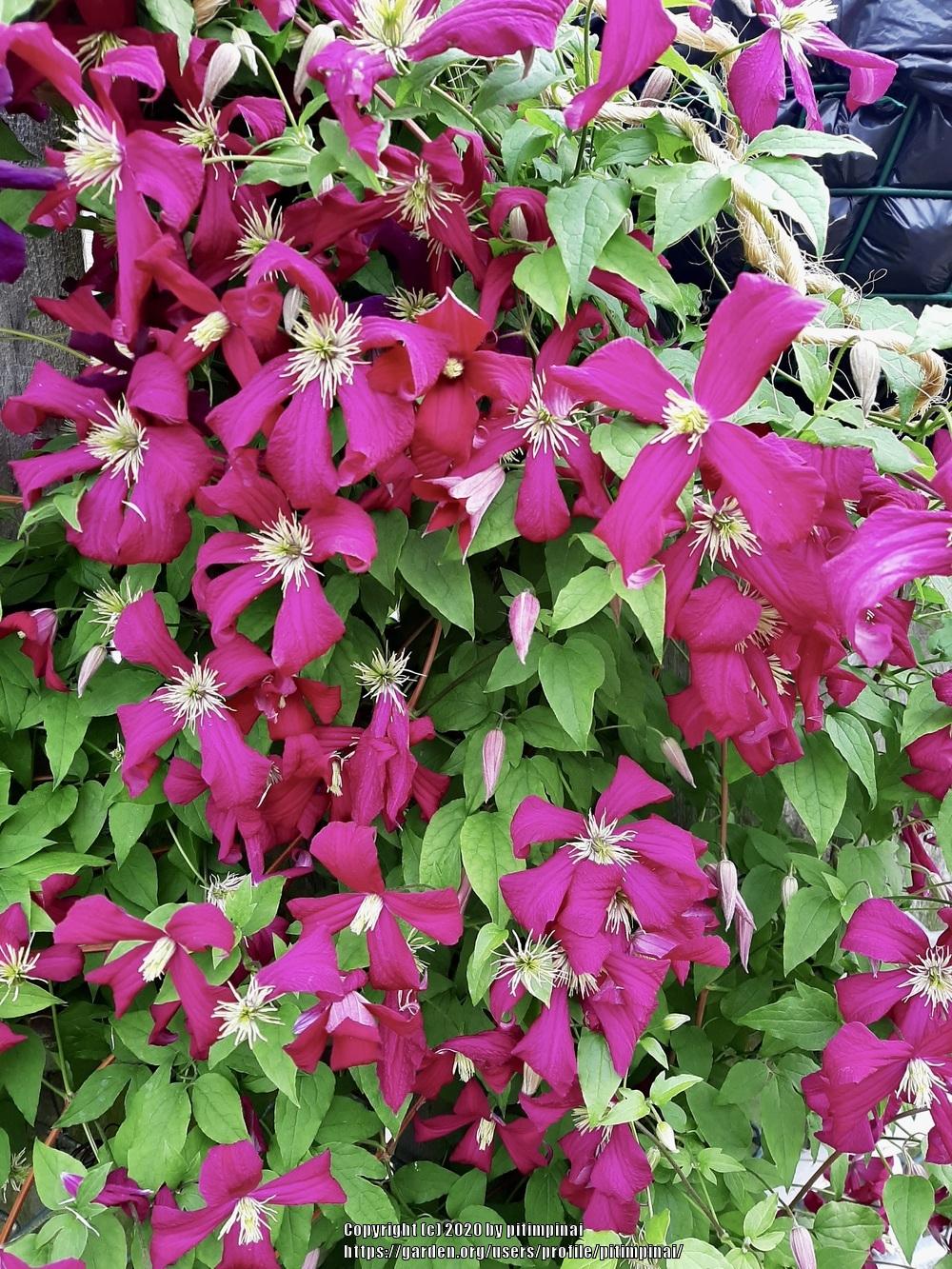 Photo of Clematis (Clematis viticella 'Madame Julia Correvon') uploaded by pitimpinai