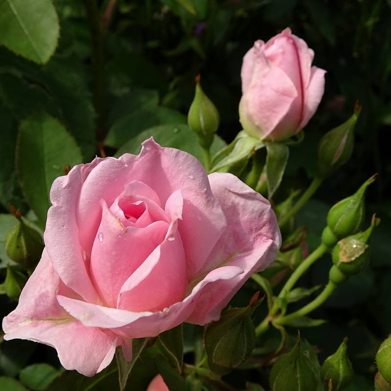 Photo of Rose (Rosa 'Prairie Joy') uploaded by Orsola
