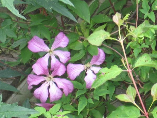 Photo of Clematis (Clematis viticella 'Madame Julia Correvon') uploaded by Yorkshirelass