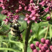 Excellent pollinators and strong, male Carpenter Bees(white spot 