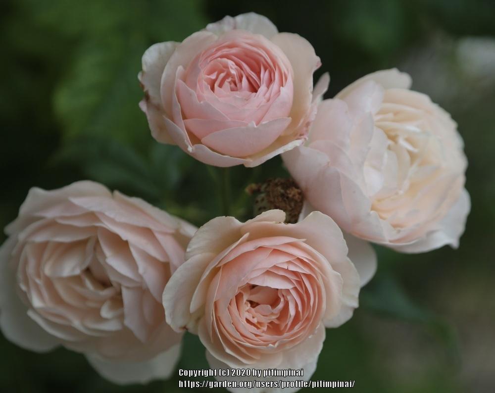 Photo of Rose (Rosa 'Heritage') uploaded by pitimpinai