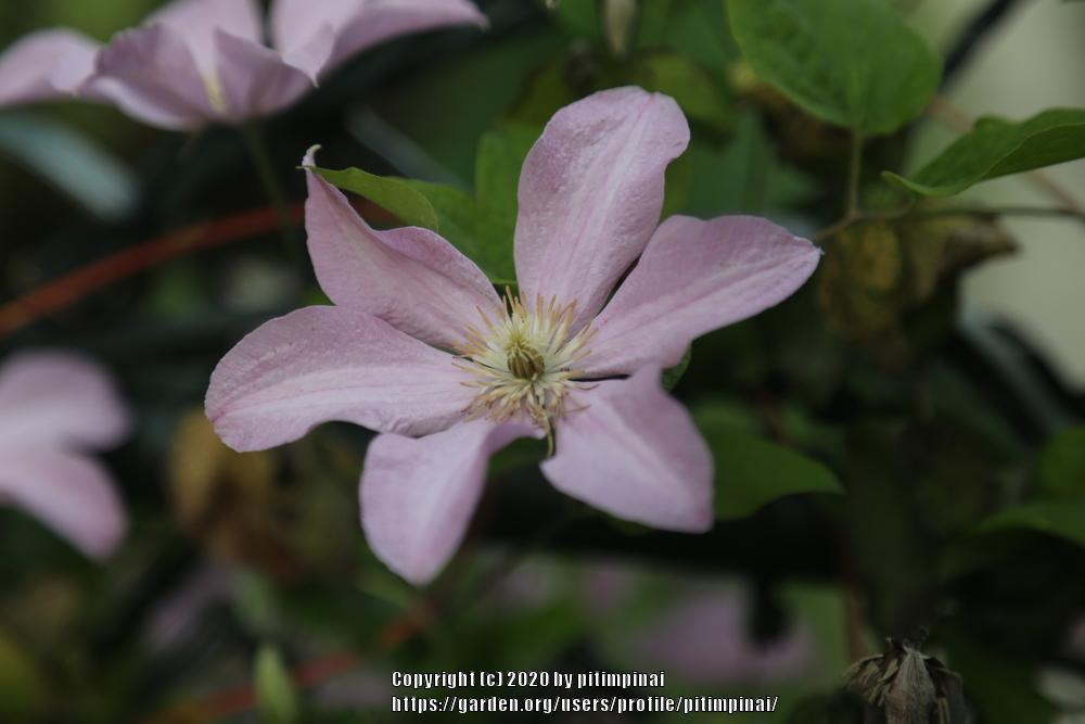 Photo of Clematis 'Comtesse de Bouchaud' uploaded by pitimpinai