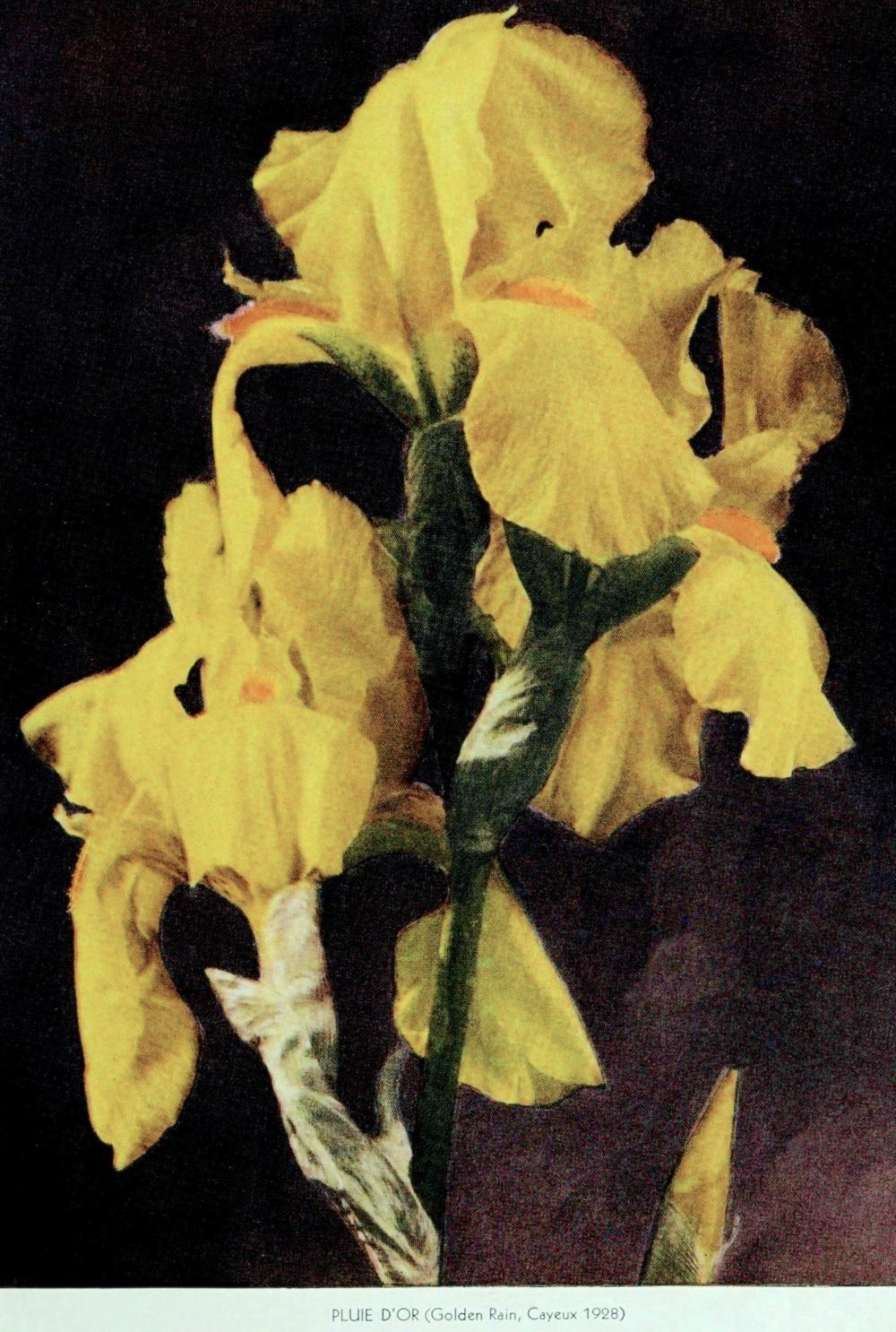 Photo of Tall Bearded Iris (Iris 'Pluie d'Or') uploaded by scvirginia