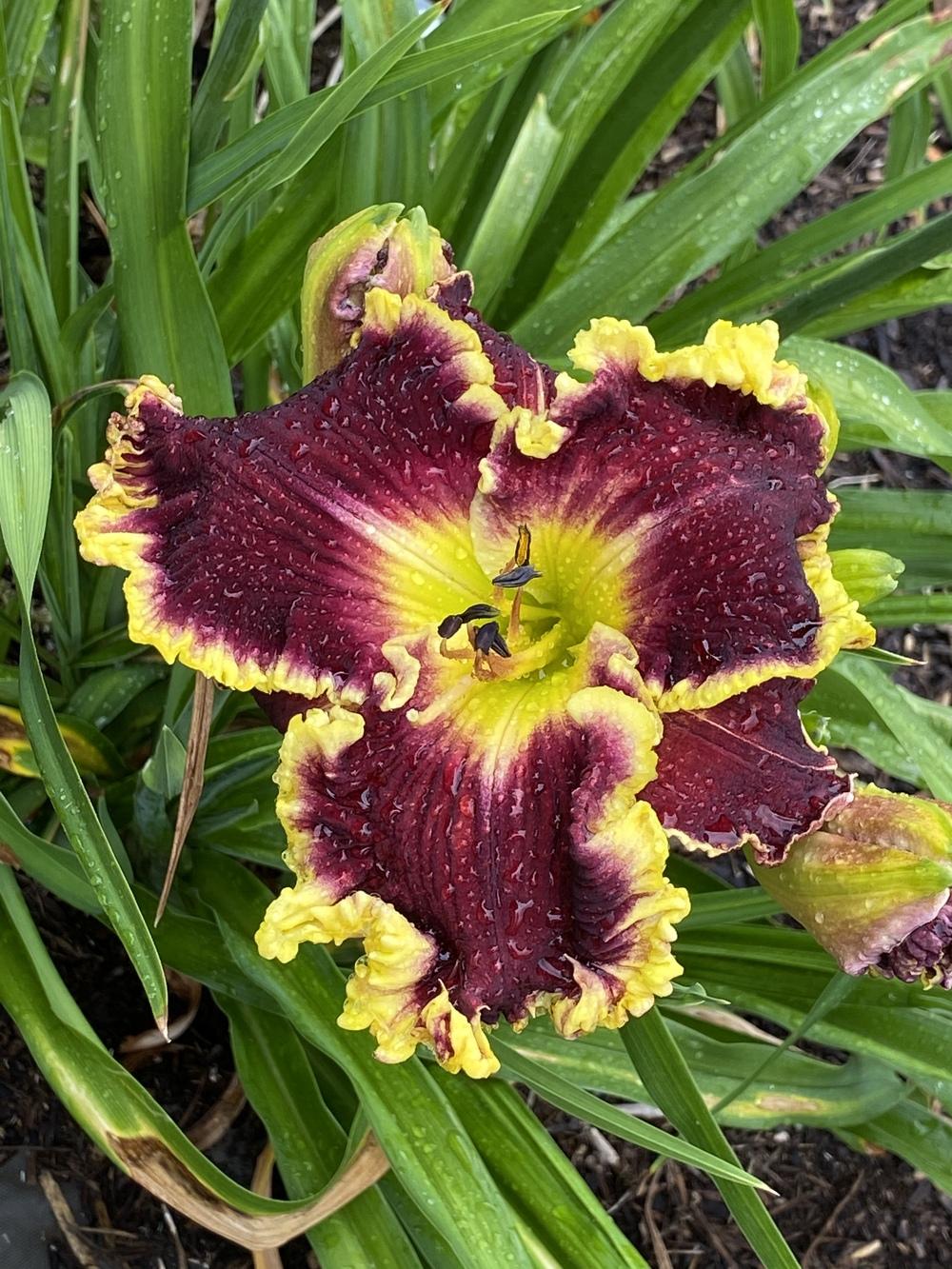 Photo of Daylily (Hemerocallis 'Flame of Gascone') uploaded by Legalily