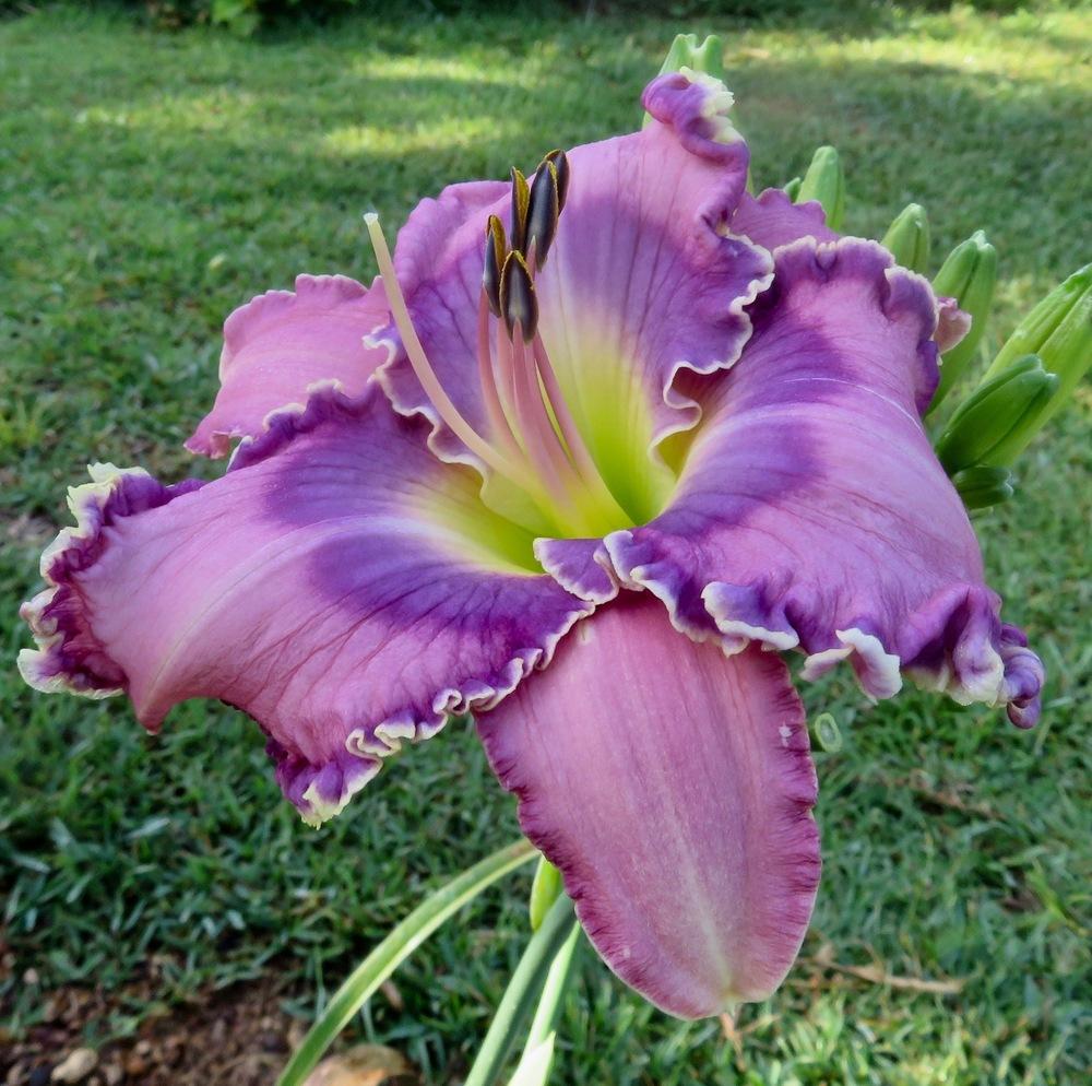 Photo of Daylily (Hemerocallis 'Purple Peace') uploaded by QHBarbie