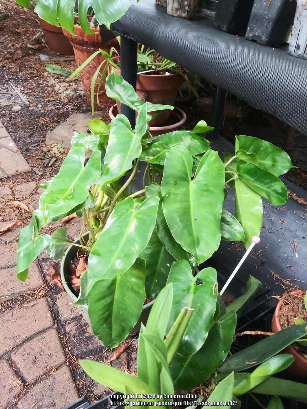 Photo of Philodendron 'Burle-Marx' uploaded by TexasPlumeria87