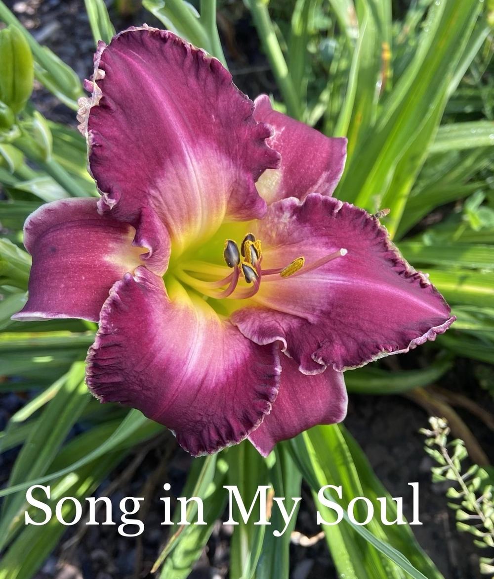 Photo of Daylily (Hemerocallis 'Song in My Soul') uploaded by amberjewel