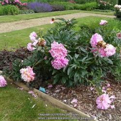 Location: Breezy Knees garden, York, UK
Date: 2020-06-20