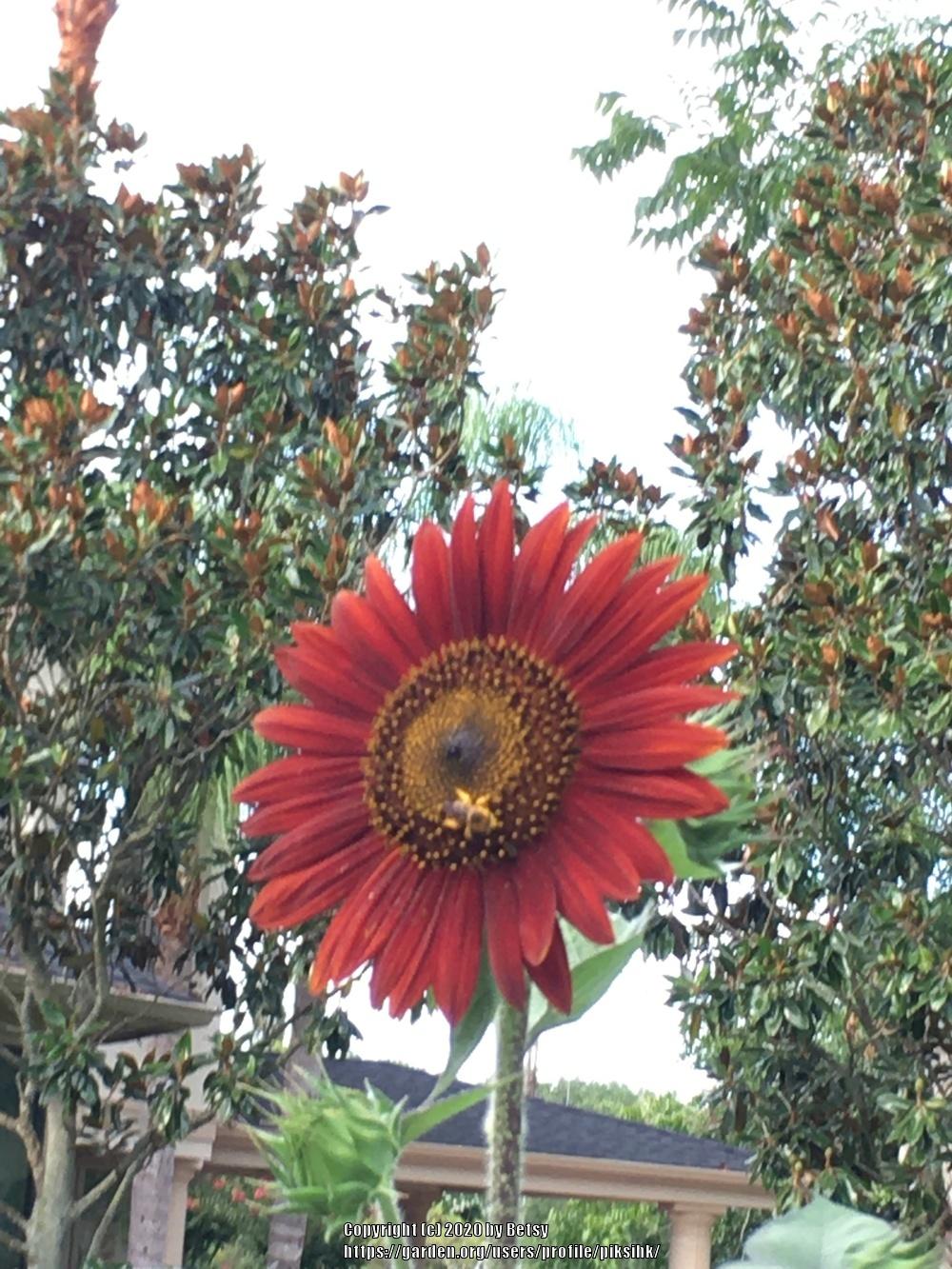 Photo of Sunflower (Helianthus annuus 'Velvet Queen') uploaded by piksihk