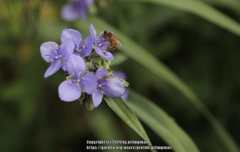 Photo of Spiderwort (Tradescantia ohiensis) uploaded by pitimpinai