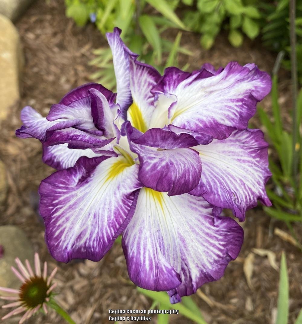Photo of Japanese Iris (Iris ensata 'Lion King') uploaded by scflowers