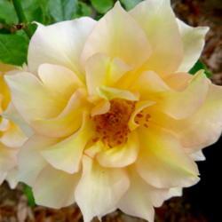 Location: Charleston, SC
Date: 2020-06-03
seedling rose