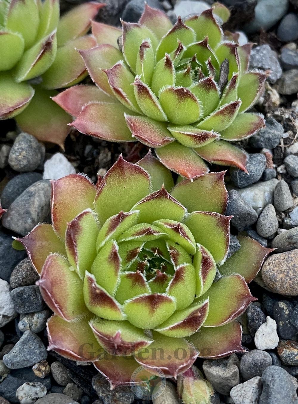 Photo of Hen and Chicks (Sempervivum 'Frosty') uploaded by springcolor