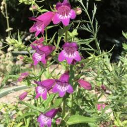 Location: South Jordan, Utah, United States
Date: 2020-06-14
Penstemon x mexicali. This is a seedling of 'Psmyers'; aka Shadow