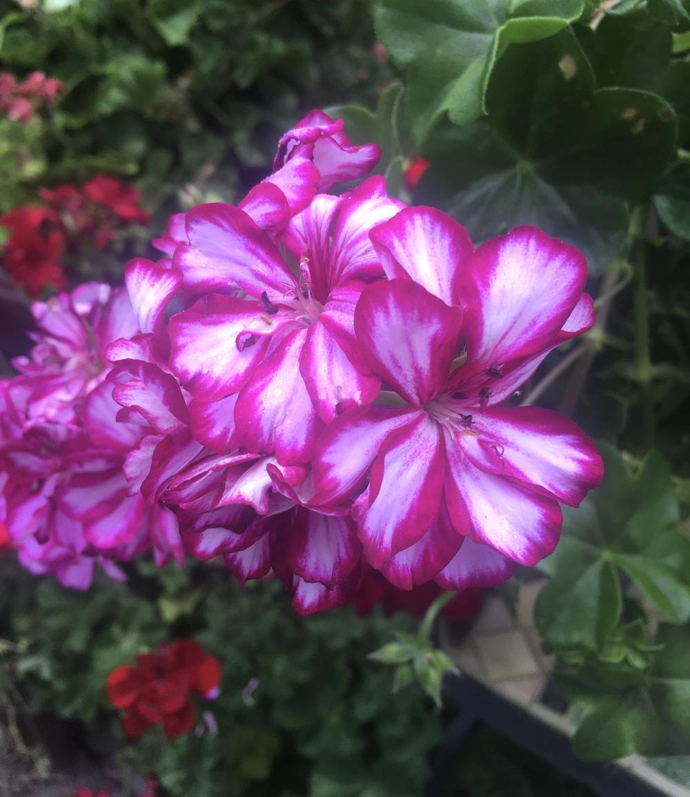 Photo of Ivy Geranium (Pelargonium peltatum Contessa™ Burgundy Bicolor) uploaded by Calif_Sue