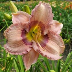 Location: Blue Ridge Daylilies
Date: 6/24/2020
First bloom open on the line out of the cultivar