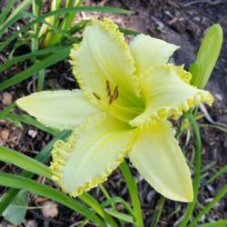Location: Nocona,Texas zn.7 My gardens
Date: June 24,2020
1st bloom, second year in my garden