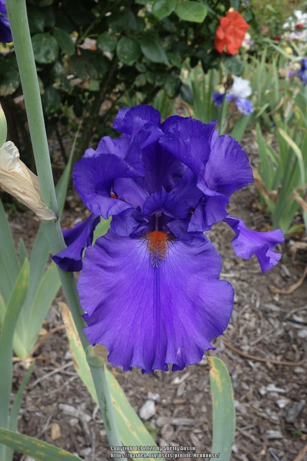 Photo of Tall Bearded Iris (Iris 'Paul Black') uploaded by Henhouse
